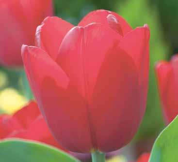 223142 25 Stück 12/+ 110 110 Oscar Triumph-Tulpen Ihre wohlgeformten Blütenblätter erscheinen in einem ausdruchstarken, klassischen