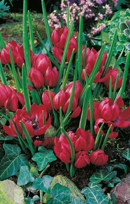 Roter Garten Fortsetzung 115 118 116 119 114 Lilliput 114 Tulipa humilis Die ovalen, kardinalroten Blüten sitzen auf circa 10 cm