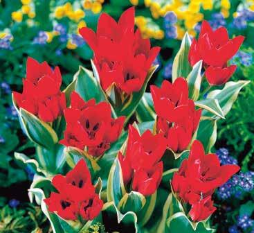 23575 15 Stück 5/+ 119 unicum Tulipa praestans Mit ihren länglichen, orangeroten Blüten, die teilweise zu viert auf einem Stiel