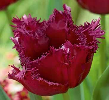 21014 5 Stück 16/17 130 Paul Scheerer Triumph-Tulpen Mit ihren schwarzen Blütenblättern garantiert ein