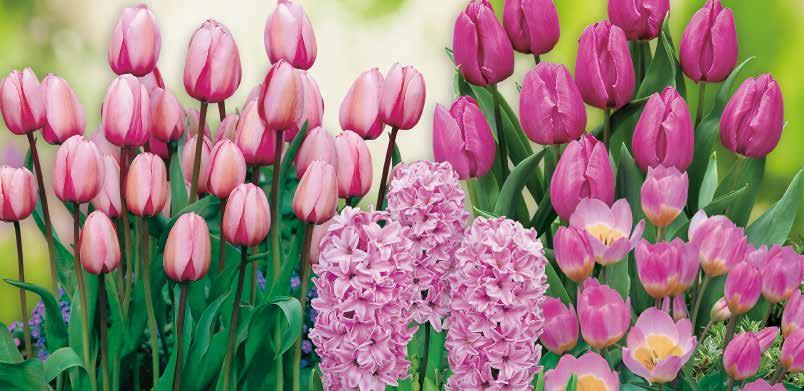 22850 70 Stück 145 Fondante Garten-Hyazinthen Diese edle Schönheit besitzt hellrosa-farbene Blüten und