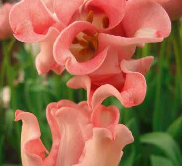 23774 10 Stück 12/+ 149 Florosa Viridiflora-Tulpen Garantiert ein extravaganter und eleganter Blickfang!