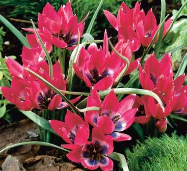 226192 25 Stück 12/+ 162 Little Beauty Tulipa Der Name könnte nicht passender sein eine kleine Schönheit mit großer Wirkung.
