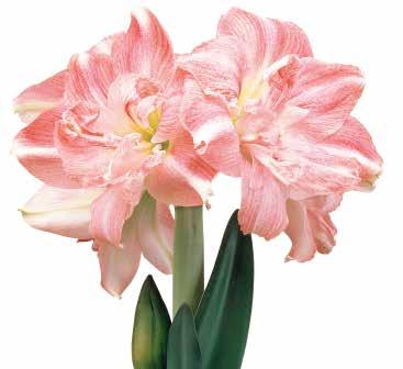 Diese Blume der Eleganz zeigt sich von ihrer ganz besonderen Schönheit, wenn ihre 2-3 Blütenstiele mit bis
