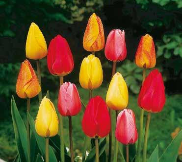 Sie zeichnet sich aus durch ein vielfältiges und langanhaltendes Blühbild, sowie eine Auswahl an besonderen Tulpen und Narzissen.