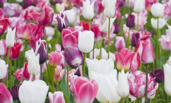 22 26 23 22 Lilly-Felicitas 24 Tulpen-Mischung Zart abgestuft aus Pastelltönen von weiß-rosa bis violett.