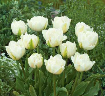 35 38 41 36 39 35 Mount Tacoma Gefüllte späte Tulpen Schönheit und Eleganz pur durch ihre gefüllten, cremeweißen