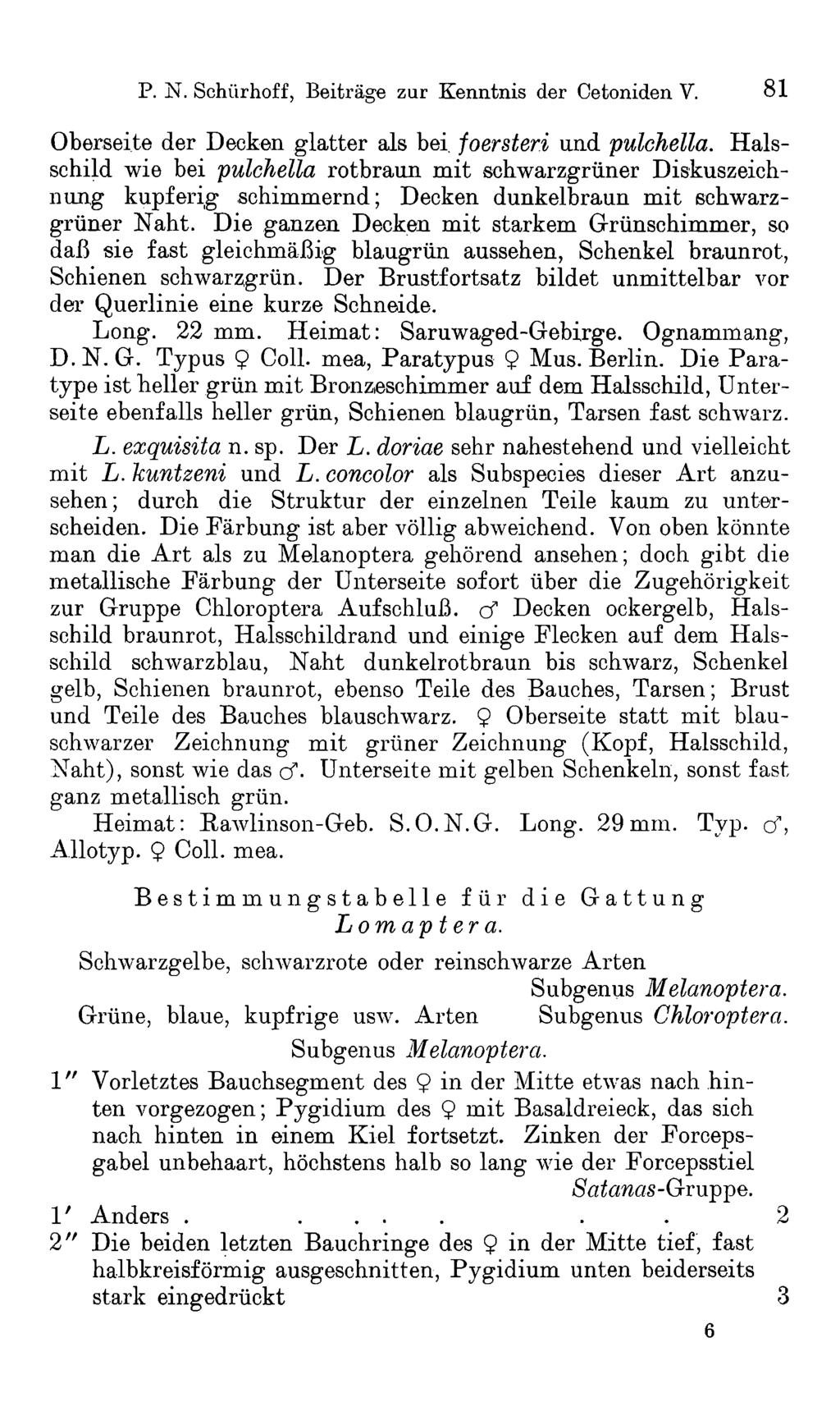 P. N. Schürhoff, Beiträge zur Kenntnis der Cetoniden V. 81 Oberseite der Decken glatter als bei. foersteri und pulchella.
