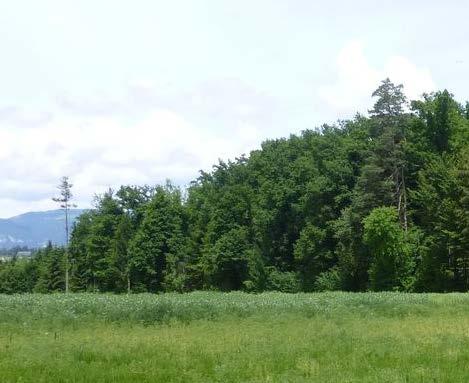 BEISPIEL UMWELT WALD / GEWÄSSER / LEBENSRÄUME Wald