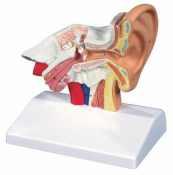 1.3.115 Anatomie-Modell Gehörgang klein, 1,5-fache Größe (3B) 14x11cm 49,00 * Single model Auditory canal (3B) small Ob
