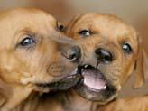 defu Hunde-Vollwert-Trockennahrung Typisch Hund: Einteilung in drei Altersgruppen denn bei der Hundeernährung spielt das ausgewogene Verhältnis der