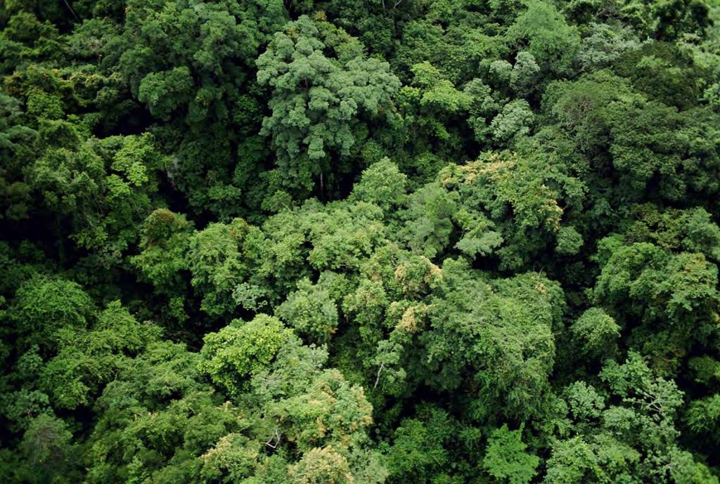 «Grünes Dach»: Wald als Solarspeicher