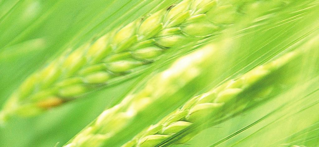 Sukup Europe gewährt Ihnen: Eine Investition für die Zukunft: Wenn Sie für Ihre eigene Getreidetrocknung und aufbewahrung sorgen, sichern Sie Sich eine gesunde Investition.