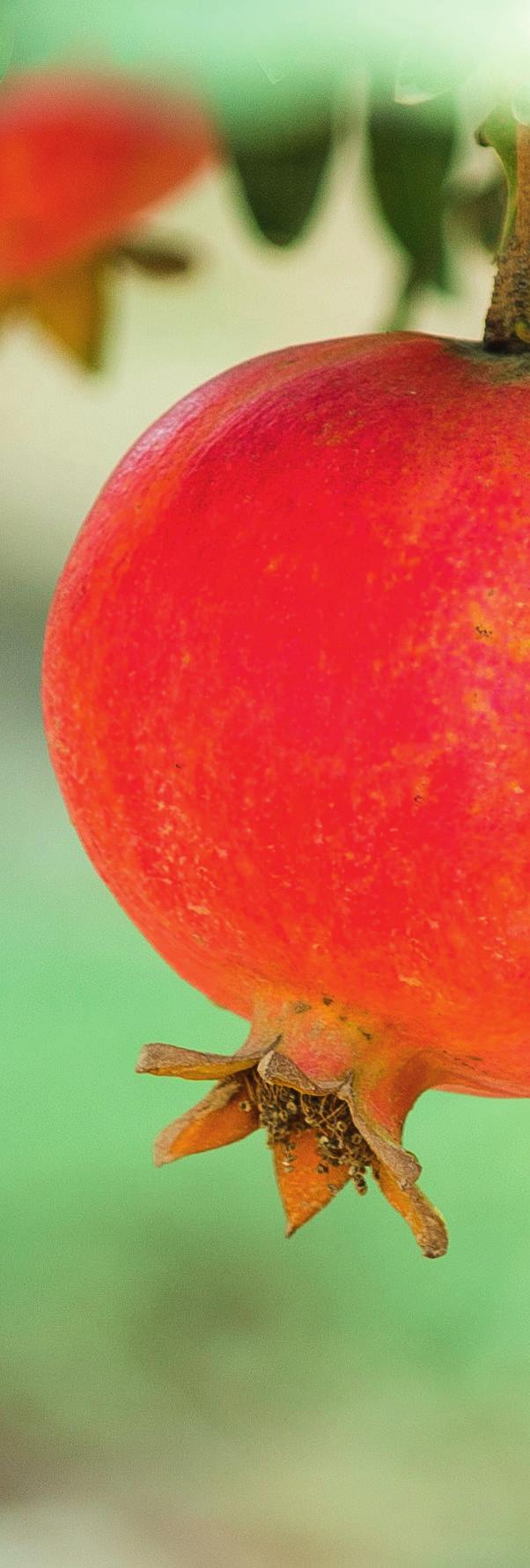 GRANATAPFEL GENUSS Granatapfel Der Granatapfel ist eine der ältesten Kultur- und Gesundheitsfrüchte