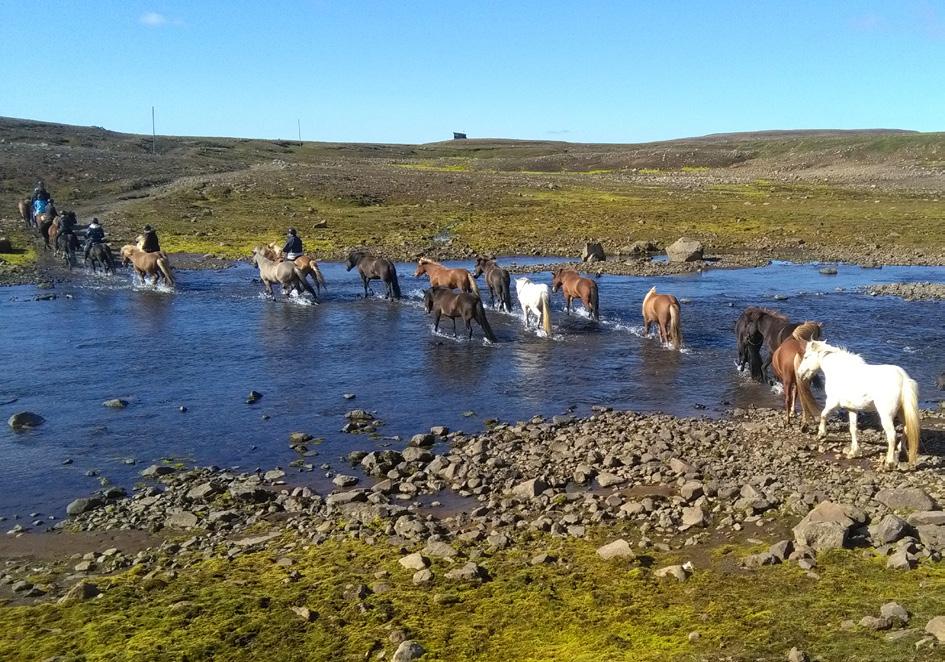 An insgesamt neun Reittagen sind wir nahe Vopnafjörður unterwegs und erkunden abgelegene Hochebenen, malerische Flussläufe und weitläufige Täler zu Pferde.