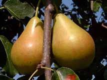 Natur und Umwelt LEADER-Projekt hat die Erfassung und den Erhalt alter regionaltypischer Obstsorten zum Ziel Im Rahmen des LEADER-Projekts Erfassung und Erhaltung alter Apfel- und Birnensorten hatten