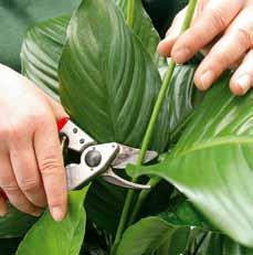 Pflanzentrieben - Reinigung der Blätter - Vorsorgemaßnahmen - Behandlung der Pflanzen mit