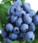 erreichen. Sie bildet wohlschmeckende, vitaminreiche Früchte aus - bis zu 8 kg pro Jahr!