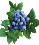 (Fruchtgröße: sehr groß) Mittel-Sorten (Ernte Juli bis August): "Brigitta" "Blue Crop" "Blue