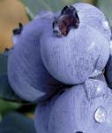(Fruchtgröße: mittelgroß; buschig) Vaccinium corymbosum Gartenheidelbeere Hortblue Petite (2x
