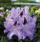 mittelstarker Wuchs Blütenfarbe: lila mit