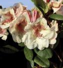 Rhododendren Rhododendron Hybrid Exklusivsorten