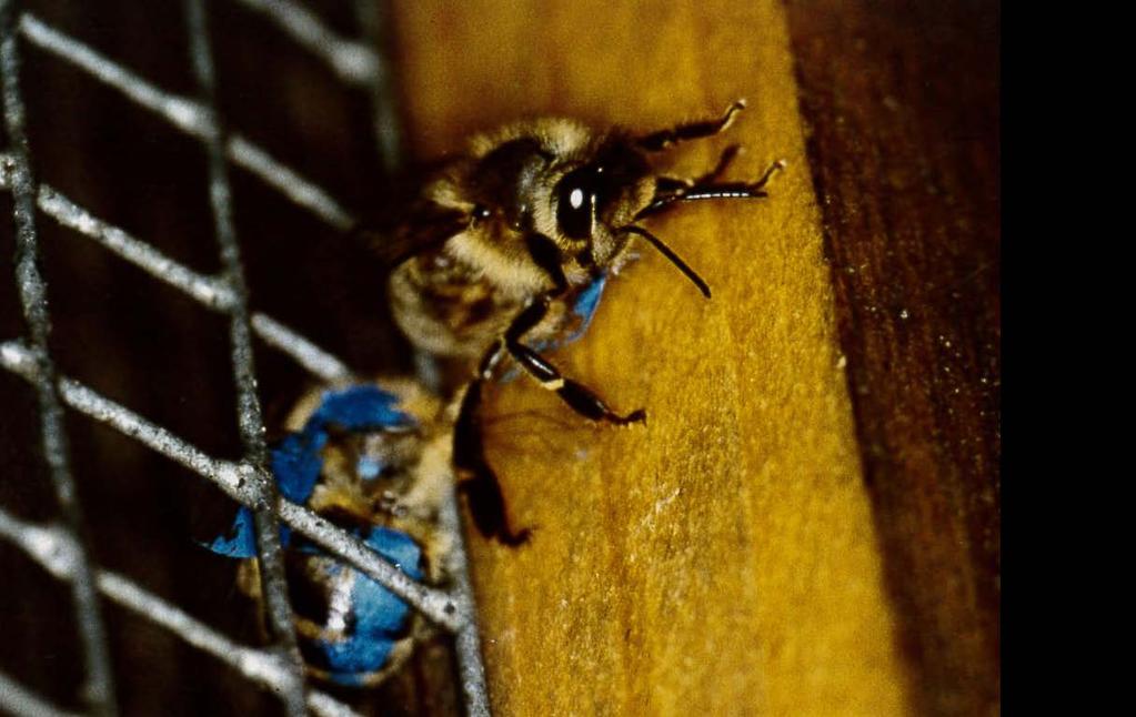 Hygiene im Bienenvolk: Verhaltensweisen