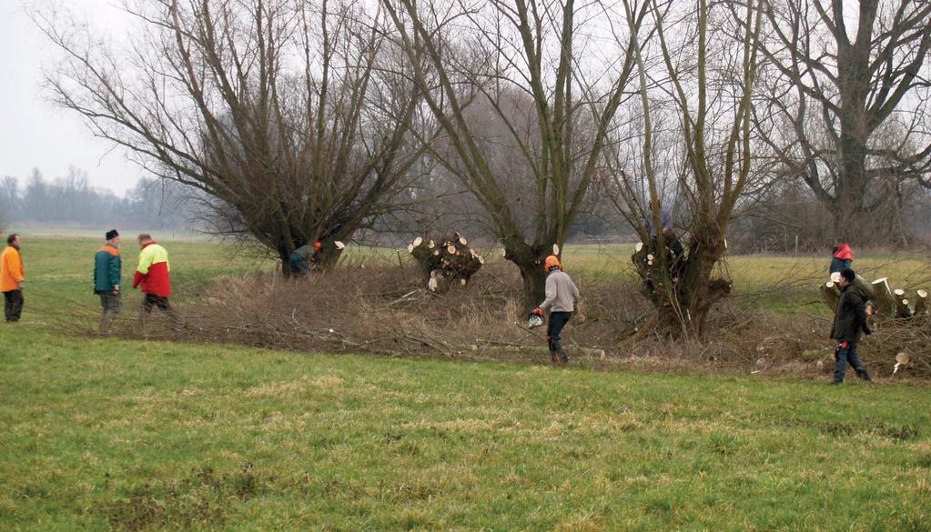 Kopfweidenaktion im Monheimer Rheinbogen Gemeinsame Aktion des Hegerings Monheim und Baumberg und der Stöberhundgruppe-NRW Anzeige Wie auch im vergangenen Jahr: Landschaftspflege in der jagdarmen