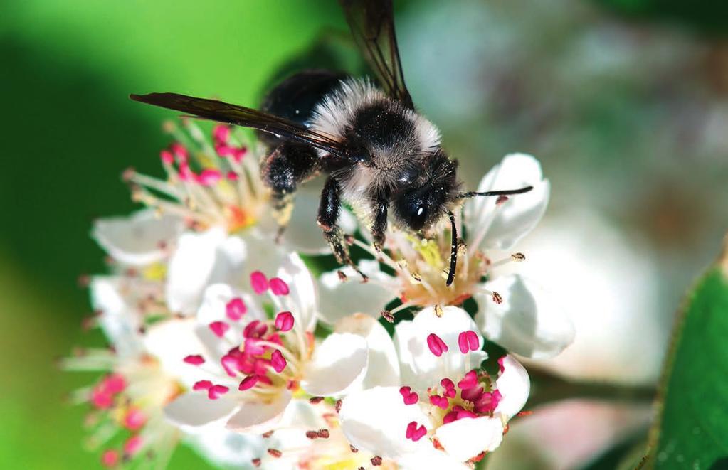 Foto: CIPRA TiefBlicke Zusammengestellt von Wolfgang Arnoldt Graue Sandbiene/Wildbiene Wild und Honigbienen in den Alpen In den Alpen gibt es an die 700 Bienenarten. Nur eine davon produziert Honig.