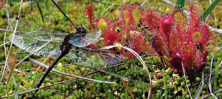 17-18 Die Libellenart Große Moosjungfer liebt das Moor ebenso wie der Sonnentau.