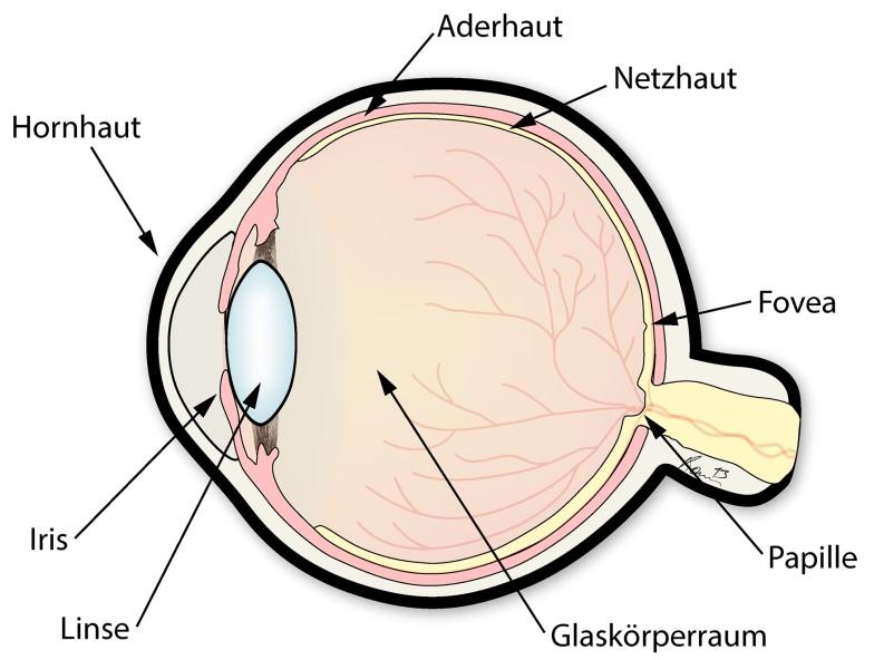 2. Anatomie Abbildung 1: Querschnitt des Auges Das menschliche Auge setzt sich aus einem vorderen und einem hinteren Abschnitt zusammen.