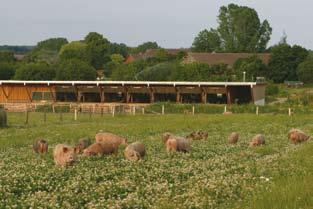 Abb. 8: Schweinehaltung auf dem Lämmerhof Tierhaltung 65 Mutterschafe + Nachzucht, 100 Mastschweine Offenstall mit Auslauf (Abb.