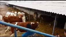 Rinder aus Bayern für türkische Milchviehbetriebe unbezahlbar.