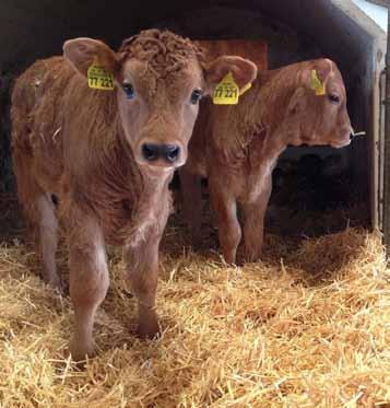 - 53 - Genomunterstützte Inzuchtvermeidung Selektion neuer Bullen beim Murnau-Werdenfelser Rind Das im Jahr 2016 begonnene Projekt zur Erhaltung des Murnau-Werdenfelser Rindes, Genomunterstützte