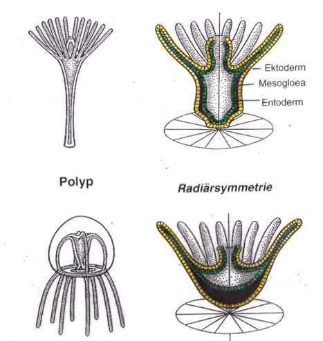 Grundbauplan der Cnidaria Mund