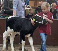 Rund 30 Teilnehmer mit ihren Tieren der Rassen Holsteins, Red Holsteins und Angler-Rotvieh traten in den Vorführ- und Typtierwettbewerben an, wobei es bei den Typtieren jeweils einen Holstein- und