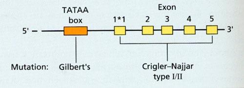 Bilirubin Konjugation in der Leber Unkonjugiertes (indirektes) Bilirubin Hydrophob Albumin-gebunden UGT1 (Uridin Diphosphat GlucuronosylTransferase 1) Konjugiertes (direktes) Bilirubin