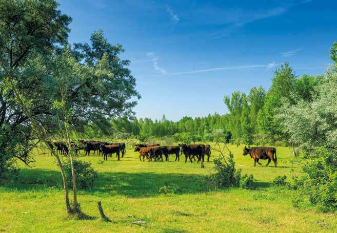 Umweltschutz ist uns wichtig: Wildrinder grasen in Pirkau auf rekultiervierten Flächen Der Abbau von jährlich zirka 18 Millionen Tonnen Braunkohle im mitteldeutschen Revier erfolgt effizient,