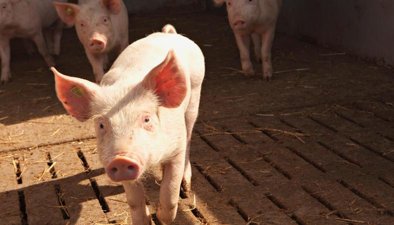 Fakten zum Schweizer Schwein WISSENSWERTES ZU