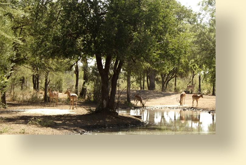 Unser Partner verfügt über vier Jagdgebiete, die in den Provinzen Zululand und Limpopo im Nordosten gelegen sind.