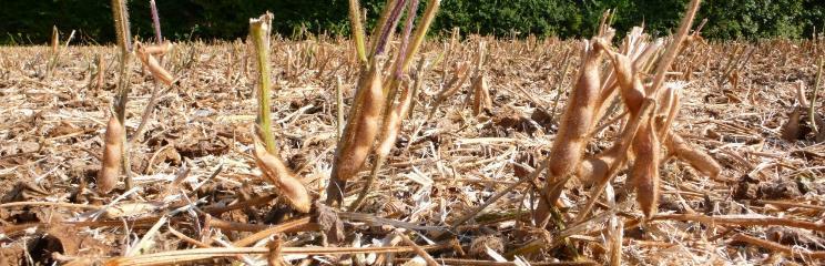 gleiches Feld bessere Wasserversorgung schlechtere