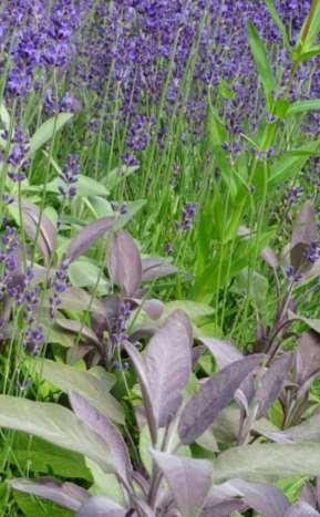 Lavandula angustifolia `Hidcote Blue` Sesleria