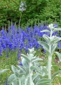 blühende Rosen: blau, blau-violett