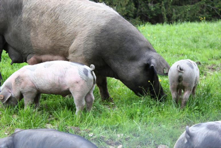 Schweinegesundheits-Verordnung Die Schweinegesundheits-Verordnung (SchweineG-VO) ist seit 1.1.2017 für alle Betriebe die Schweine halten rechtsgültig.