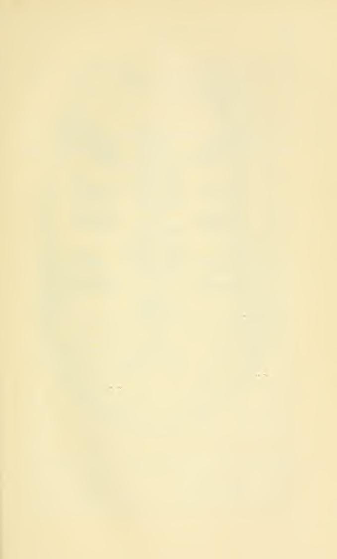 29 Über partielle Hemmungs-Erseheinungen bei der Bildung einer Rüekensehale von Testudo tornieri Siebenr. von Kustos Friedrich Siebenrock. (Mit 1 Textfigur.) (Vorgelegt in der Sitzung am 11.
