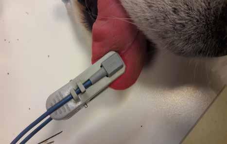 Kapillarpulses Beim Tier erfolgt die Messung an der Zunge Normalbereich 93