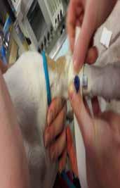 Zwischenfälle bei der Intubation Ursachen: ungenügende Anästhesie ungünstige Lagerung schlechte Lichtverhältniss e anatomische