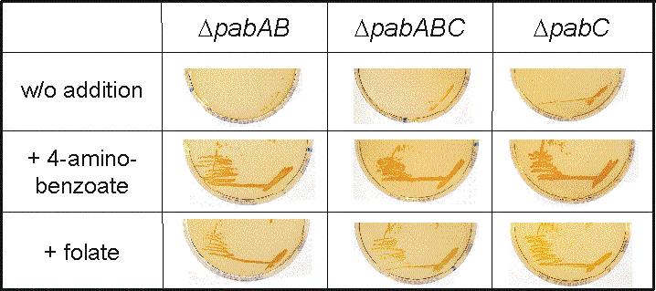 Abschlussbericht AZ13089 Vertraulich 20 Die von den als pabab und pabc bezeichneten Genen abgeleiteten Proteinsequenzen zeigen Ähnlichkeiten zu p-aminobenzoat Synthasen aus verschiedenen Organismen.