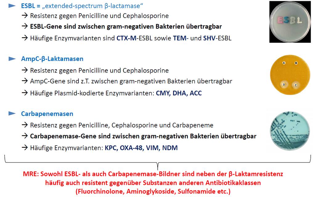 Multiresistente Erreger (MRE) und ß-Laktamase-Bildung 22.