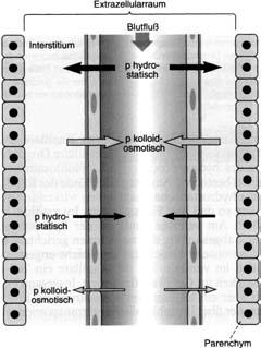 Abnorme Flüssigkeit in Körperhöhlen Bauchhöhle -> Aszites Hydrothorax -> Pleuraerguss Hydroperikard -> Perikarderguss Hydrocele ->